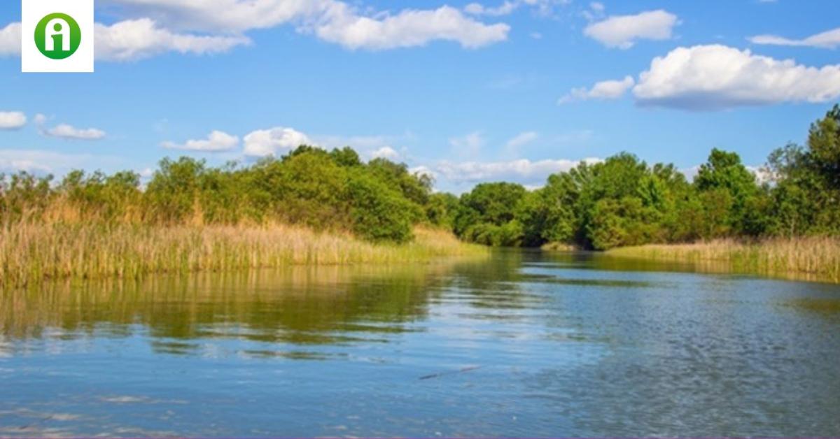 Ha sokáig marad az extrém kánikula, fel kell készülni a halpusztulásra Ha sokáig marad az extrém kánikula, fel kell készülni a halpusztulásra