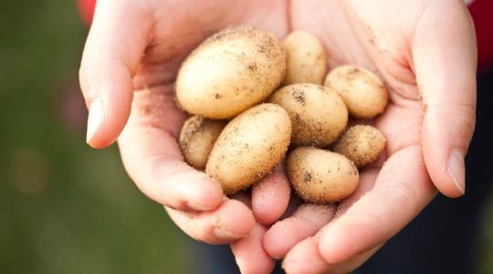 Ilyet se hallottál még: a svédektől veszik a burgonyát a hollandok
