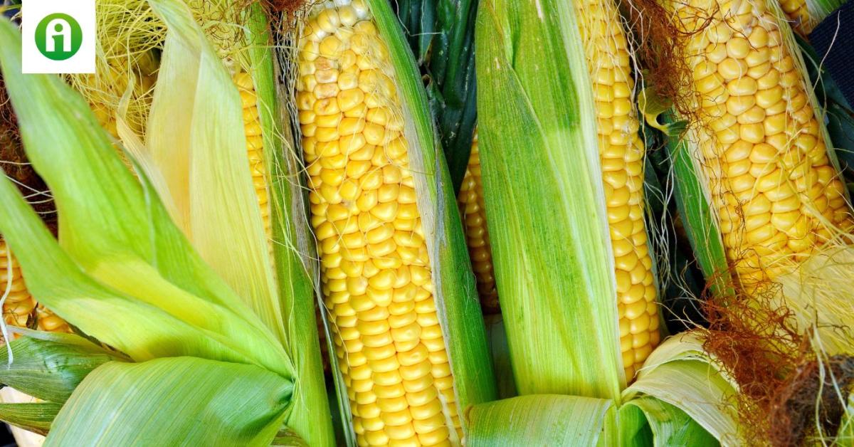 Emelkedett a búza ára Magyarországon, a kukoricáé viszont csökkent Emelkedett a búza ára Magyarországon, a kukoricáé viszont csökkent