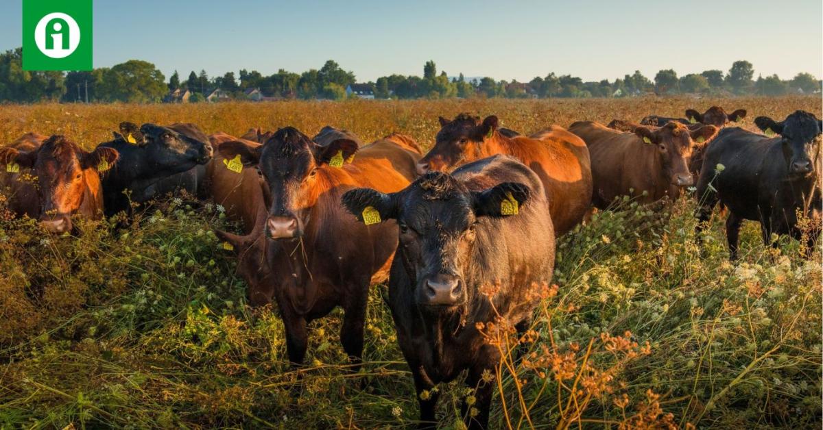 Átvágták a kerítést, baj is lehetett volna belőle! Átvágták a kerítést, baj is lehetett volna belőle!