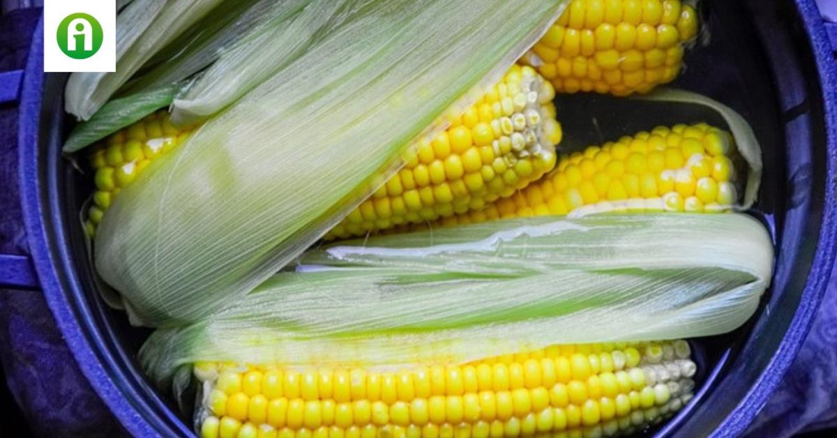 Rossz hír érkezett a csemegekukoricáról