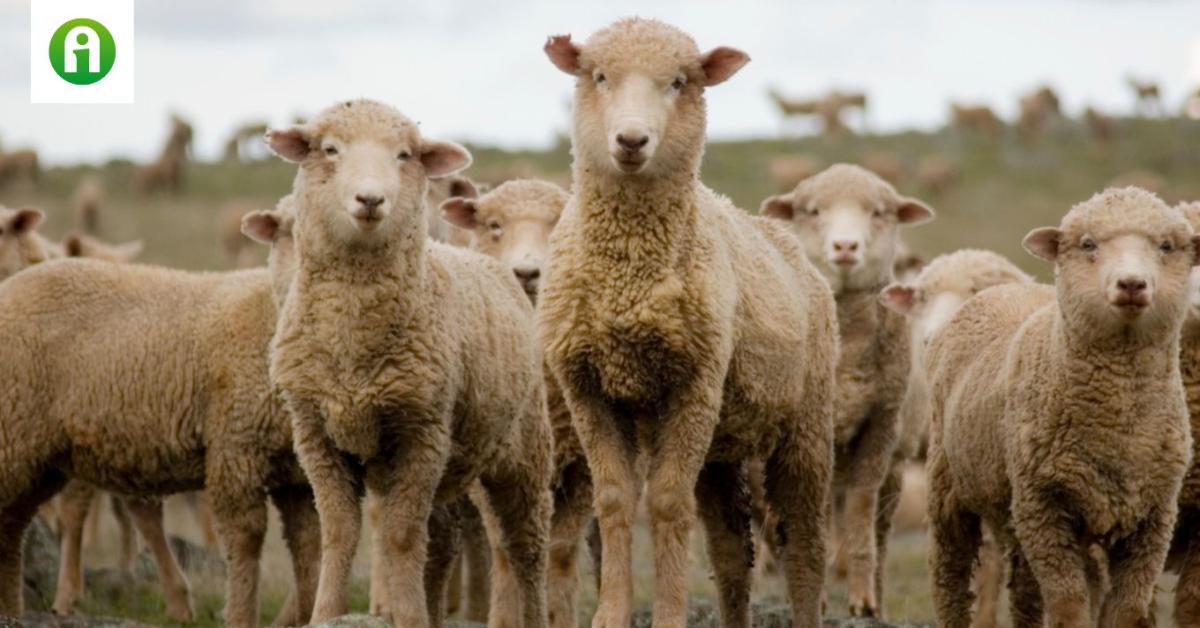 Elképesztő magasságba emelkedett a bárány ára Elképesztő magasságba emelkedett a bárány ára