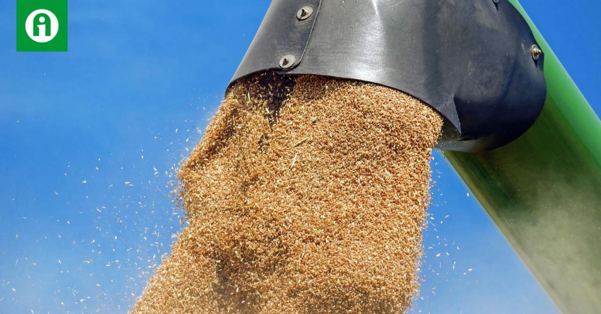 Csökken a mennyiség, gyengül a minőség. Mit termeljünk búza helyett? Csökken a mennyiség, gyengül a minőség. Mit termeljünk búza helyett?