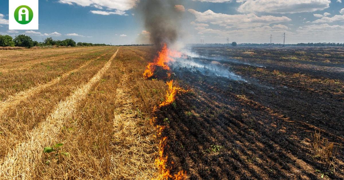 Brutális tűz! 50 hektáron égett a tarló Kővágószőlős és Kővágótöttös között Brutális tűz! 50 hektáron égett a tarló Kővágószőlős és Kővágótöttös között