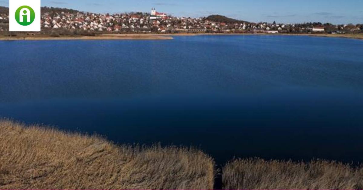 Ha ez a hal elterjed a Balatonban, hatalmas károkat okozhat