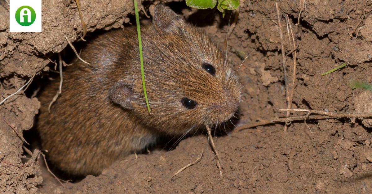 Itt az idő! Meg kell akadályozni a mezeipocok-inváziót!