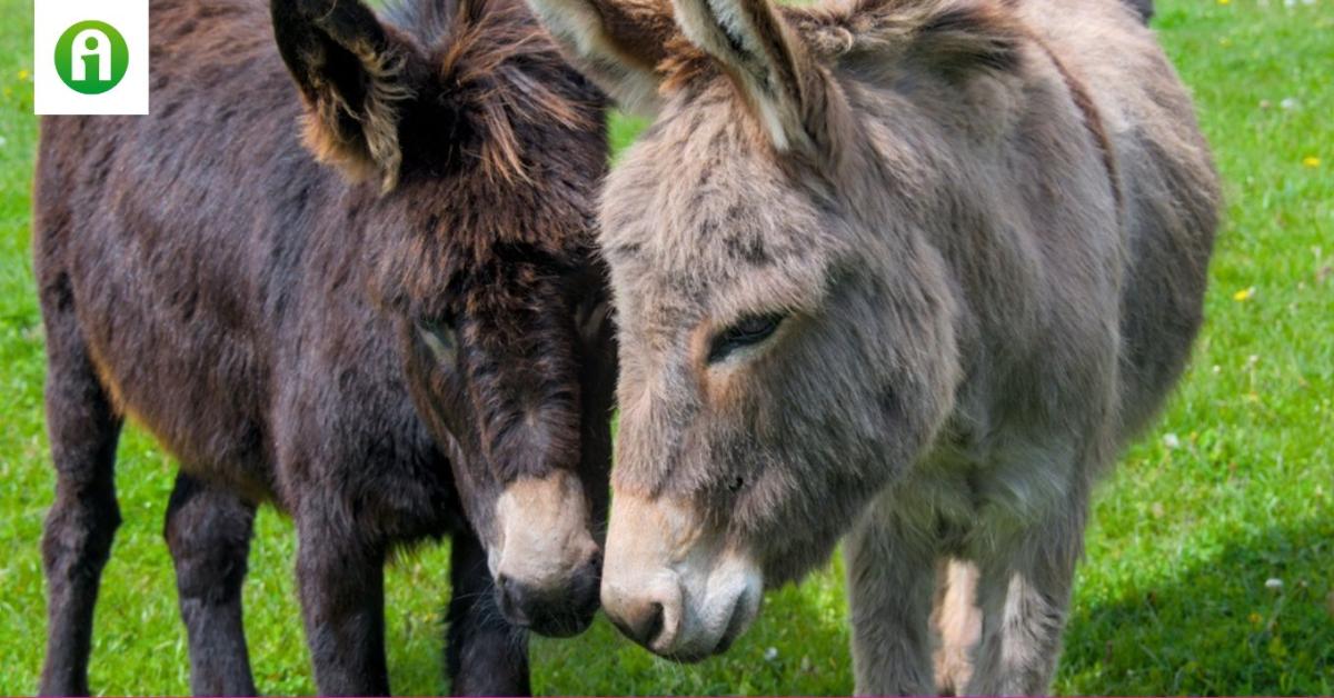 Szamarat akarsz tartani? Nem? Ezt akkor is tudnod kell róluk Szamarat akarsz tartani? Nem? Ezt akkor is tudnod kell róluk
