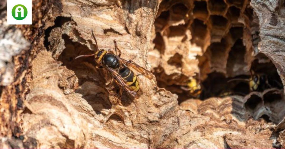 Ha lódarázsfészket találsz, erről mindenképpen tudnod kell Ha lódarázsfészket találsz, erről mindenképpen tudnod kell