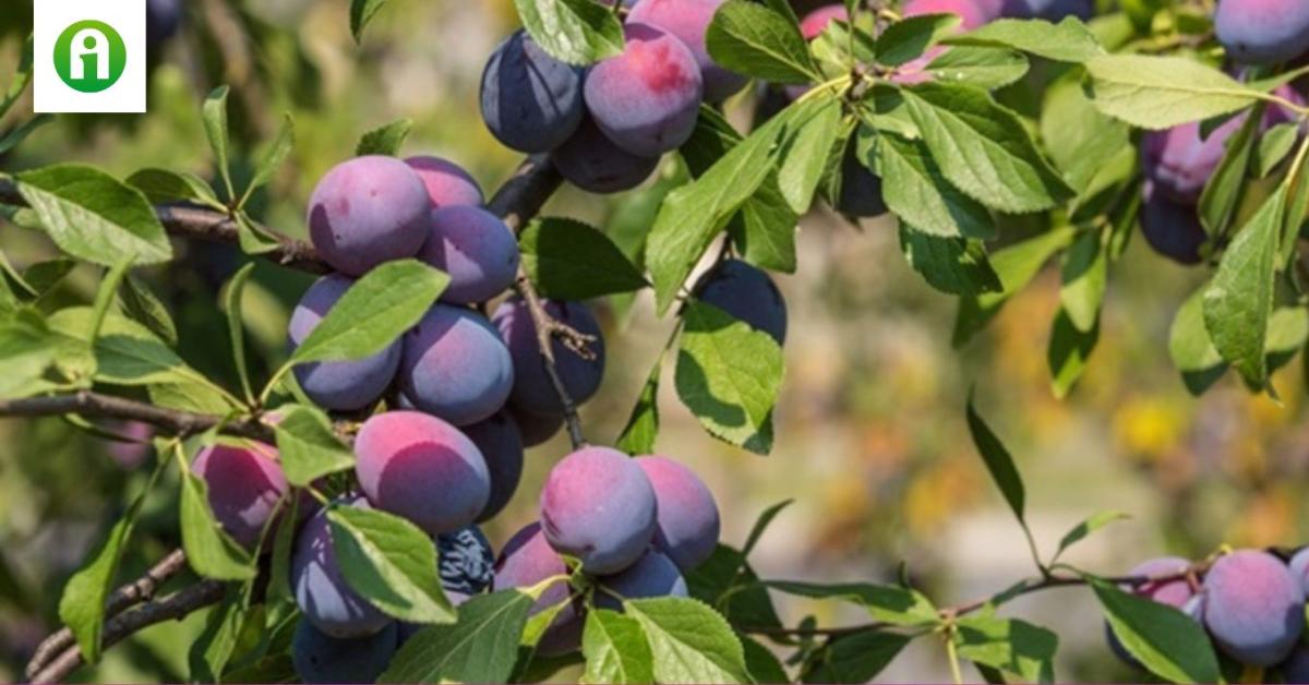 Meglepő tények a szilváról, amiket jobb, ha te is tudsz