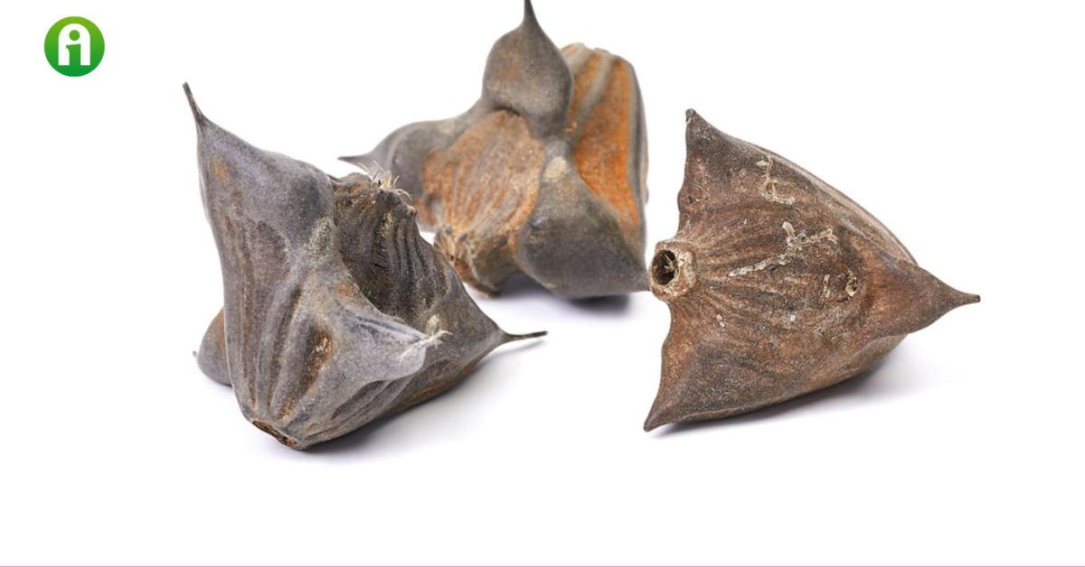 Ebből a növényből sör, bonbon, fegyver és kenyér is készülhet Ebből a növényből sör, bonbon, fegyver és kenyér is készülhet