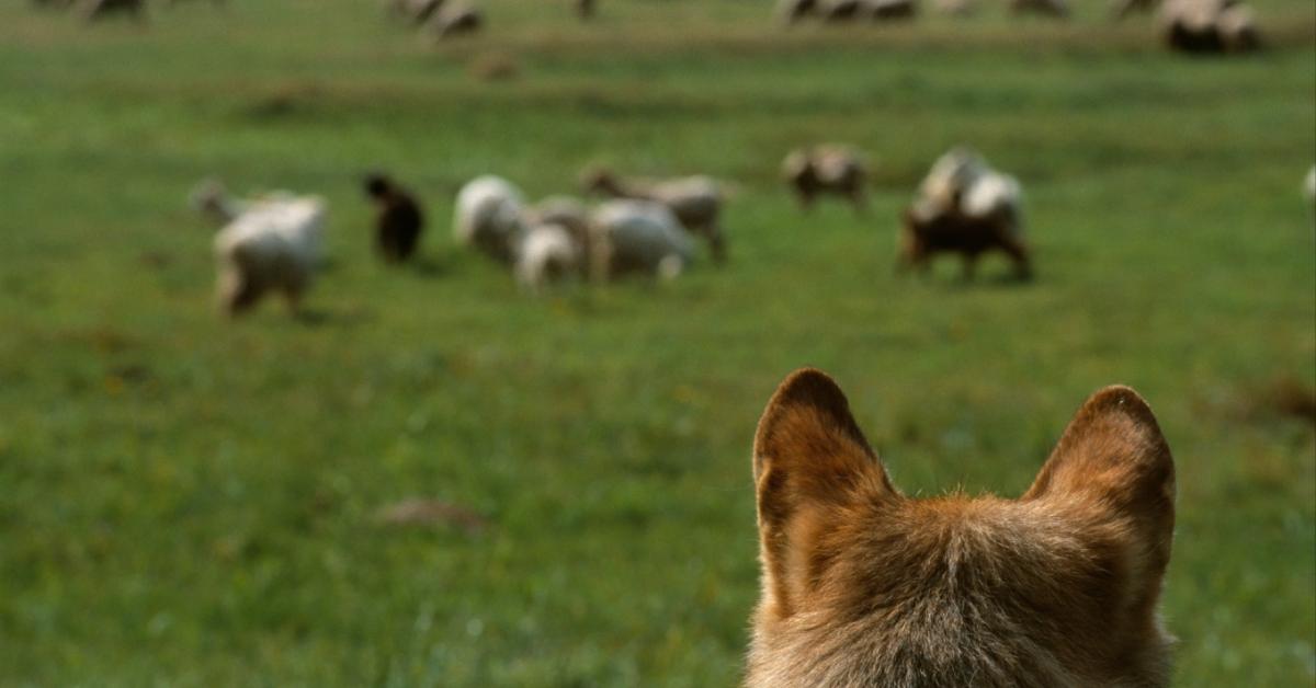 Segítség, túl sok itt a nagyragadozó! De vajon tényleg? És mihez képest? Segítség, túl sok itt a nagyragadozó! De vajon tényleg? És mihez képest?