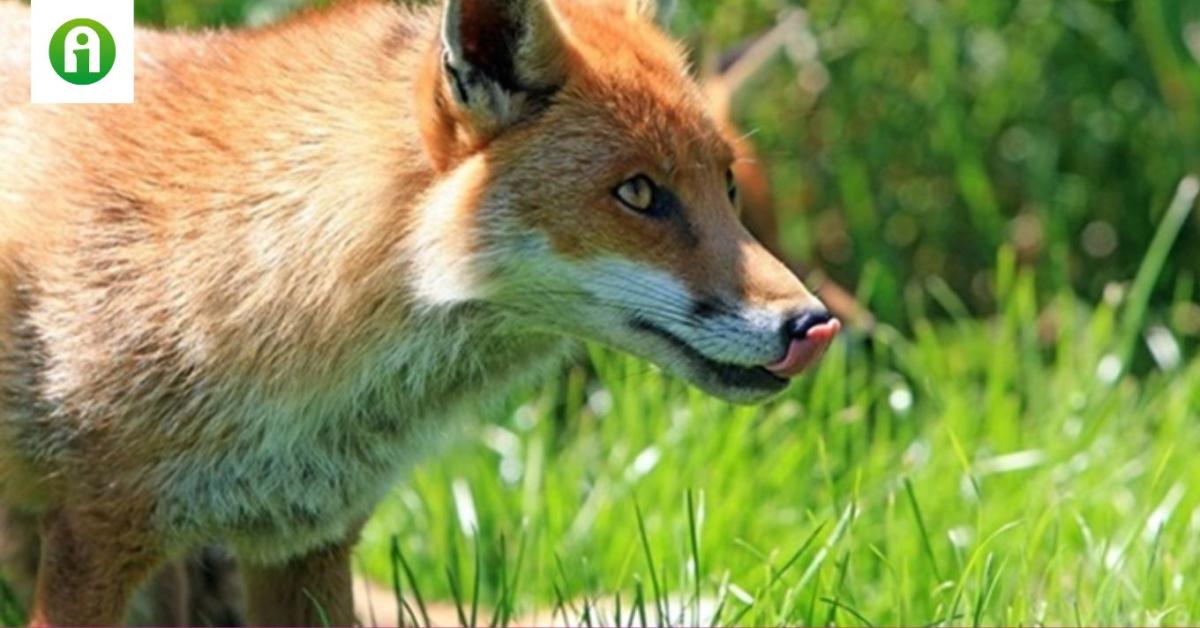 Mit tegyünk, ha róka van a kertünkben? Mit tegyünk, ha róka van a kertünkben?