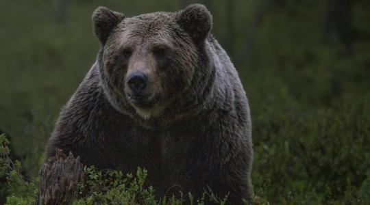 A svédek nem vacakolnak, 500 nagyragadozó elejtését célozták meg