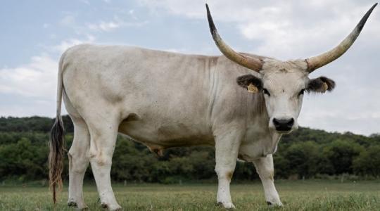 Középpontba került a szarvasmarha. Ősszel újabb támogatási lehetőség várható!