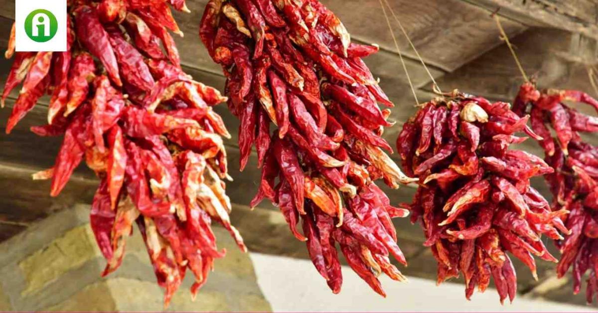 Mitől olyan különleges a kalocsai paprika, és hogyan vált világhírűvé? Mitől olyan különleges a kalocsai paprika, és hogyan vált világhírűvé?