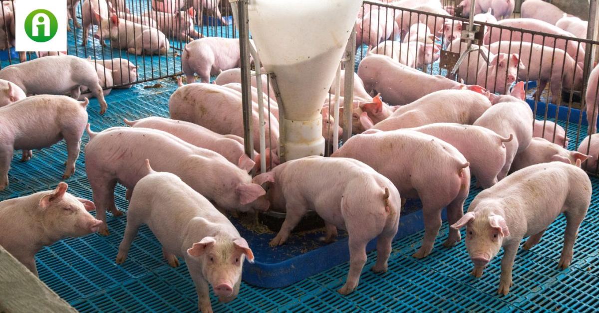 A jövedelmezőség elérhető cél a sertéságazatban? A jövedelmezőség elérhető cél a sertéságazatban?