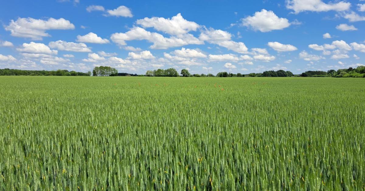 Miért végezzük el már ősszel a kalászosok gyomirtását?