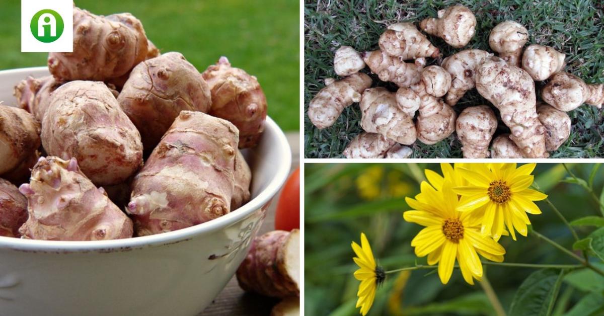 Csemege cukorbetegeknek: a titokzatos jeruzsálemi articsóka Csemege cukorbetegeknek: a titokzatos jeruzsálemi articsóka
