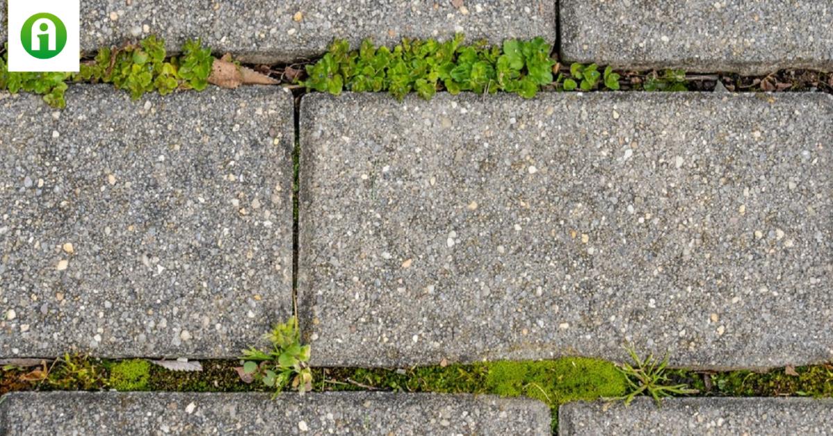 Gyommentes térkövek? Egyszerűbb, mint gondolnád!