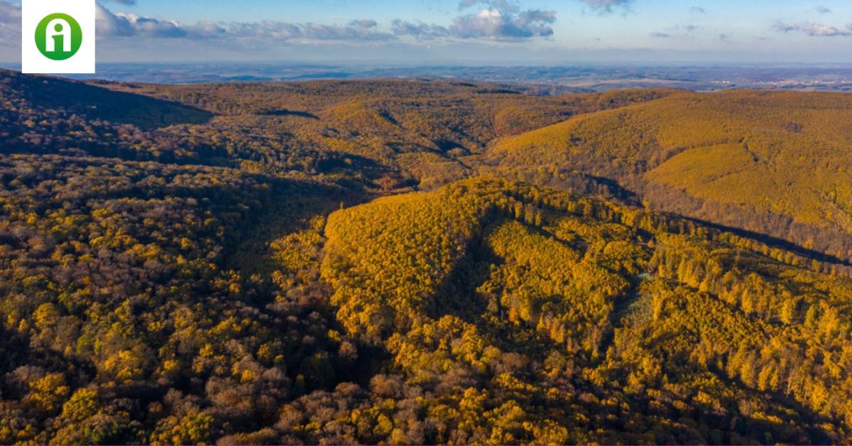 Hogyan lehetne megmenteni a magyar erdőket? A szakemberek már dolgoznak rajta 