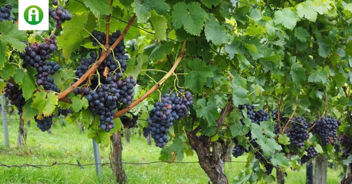 Tragikus a helyzet – az idén sok borászatban nem készül ez a különleges bor