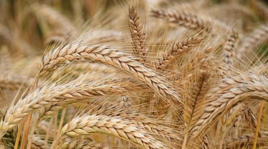 Lengyelország az európai élmezőnyhöz tartozik az agrártermékek termelésében és exportjában