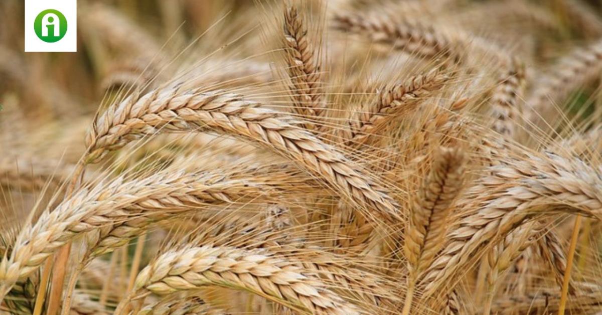 Lengyelország az európai élmezőnyhöz tartozik az agrártermékek termelésében és exportjában