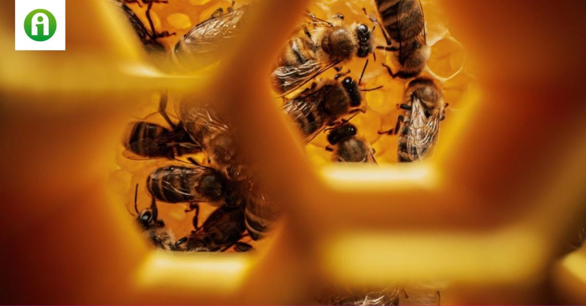 Minden képzeletet felülmúl a méhek intelligenciája