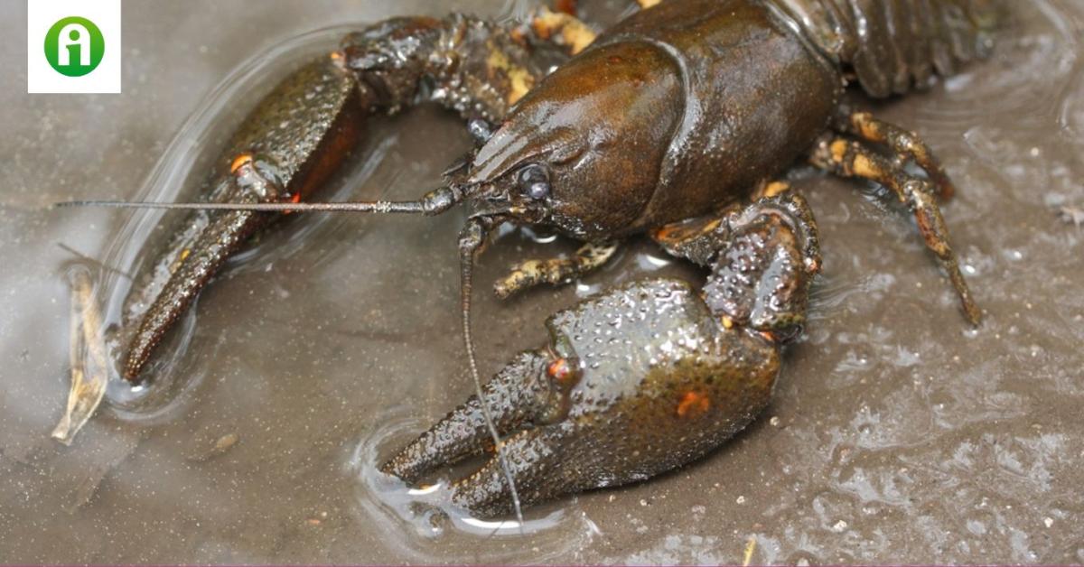 Kritikus az őshonos rákfajaink jövőbeli helyzete Kritikus az őshonos rákfajaink jövőbeli helyzete