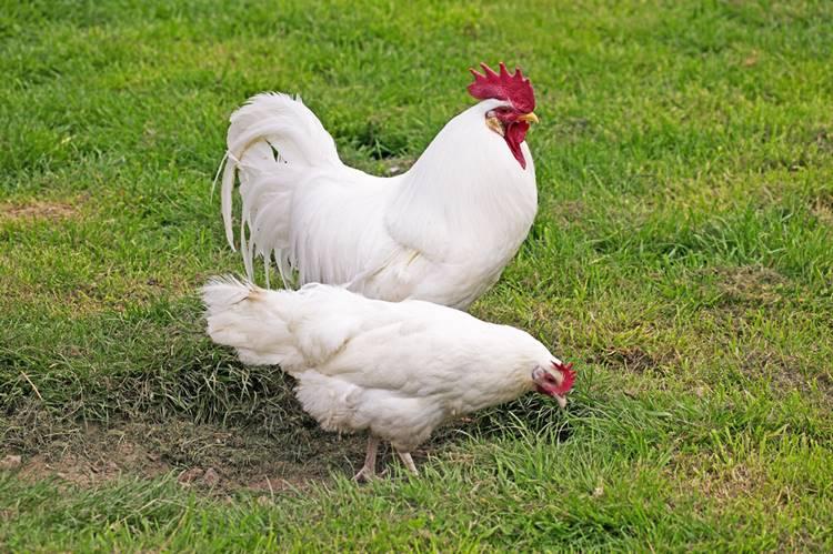 Ezek a tyúkfajták tojják a legtöbb tojást
