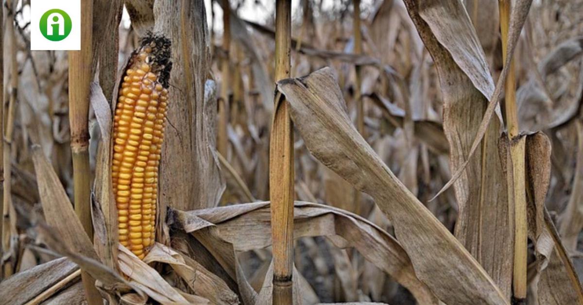 Toxinos kukorica: az Agrárminisztérium cáfol és pánikkeltésről beszél