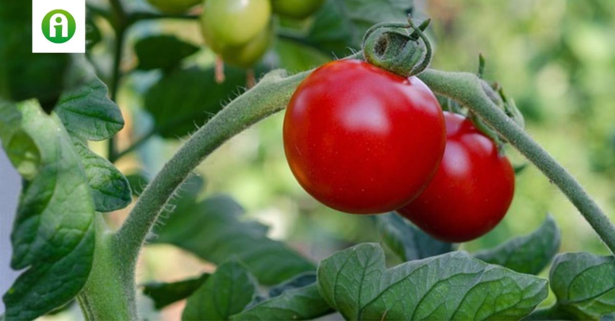 A paradicsomtermesztésben egy biostimulátor csillapíthatja a hőstressz hatását