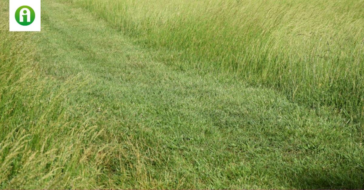 Kaszálatlan zöld szigetekkel te is rengeteget tehetsz az élővilágért Kaszálatlan zöld szigetekkel te is rengeteget tehetsz az élővilágért