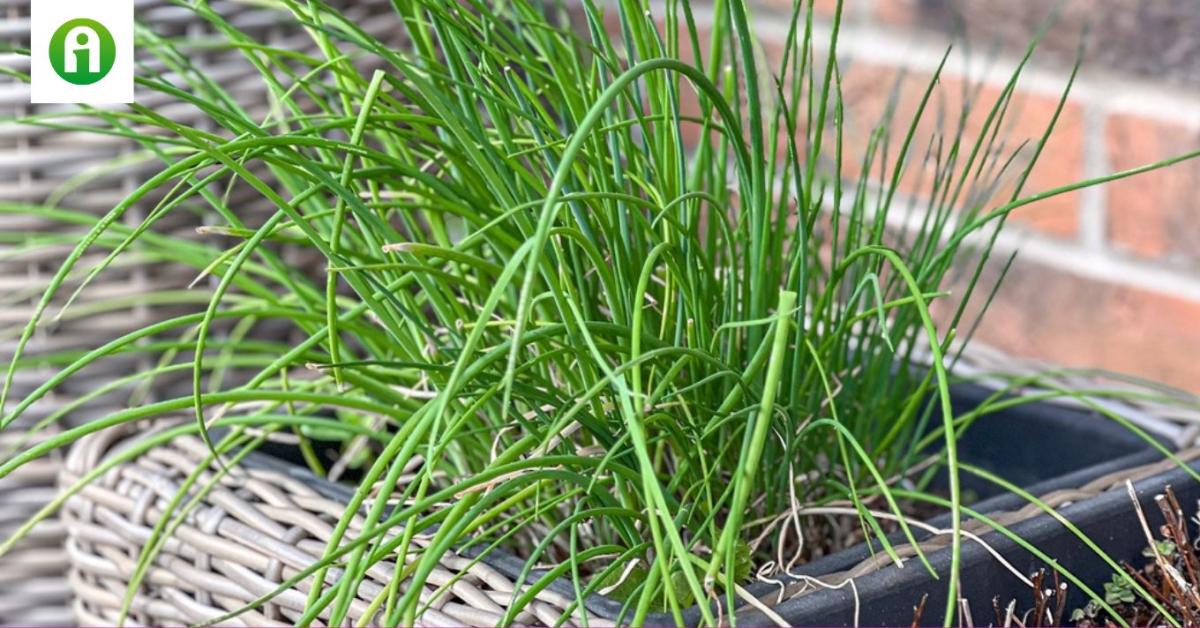 Metélőhagyma termesztése és hajtatása: így lesz garantált a siker Metélőhagyma termesztése és hajtatása: így lesz garantált a siker