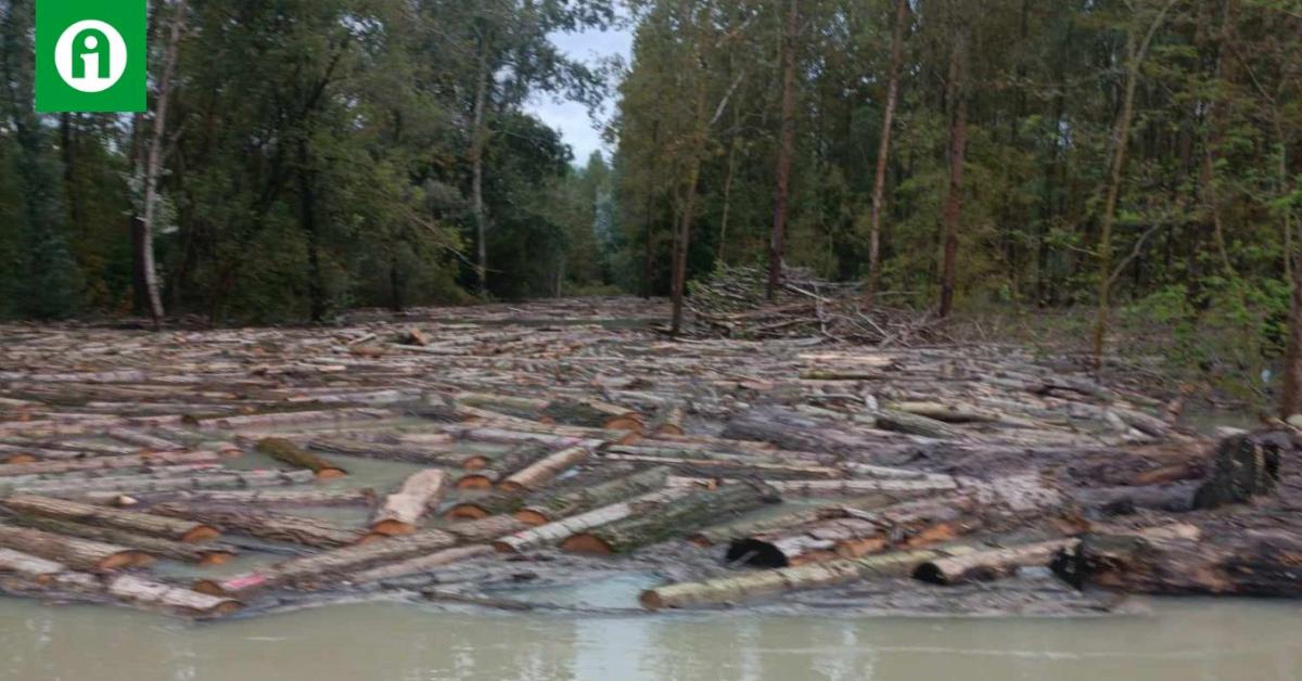 Még a kitermelt fát is elvitte az áradás Még a kitermelt fát is elvitte az áradás