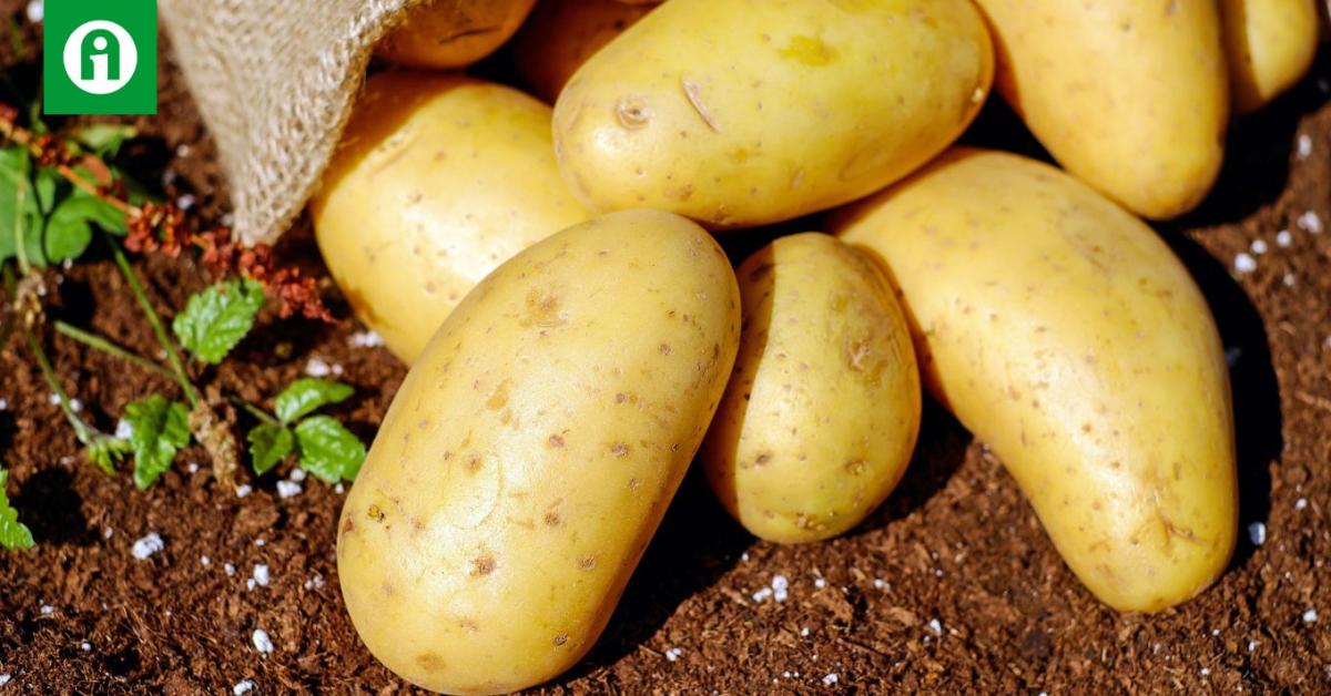 Miért tart ki egyre rövidebb ideig a magyar burgonya? Miért tart ki egyre rövidebb ideig a magyar burgonya?
