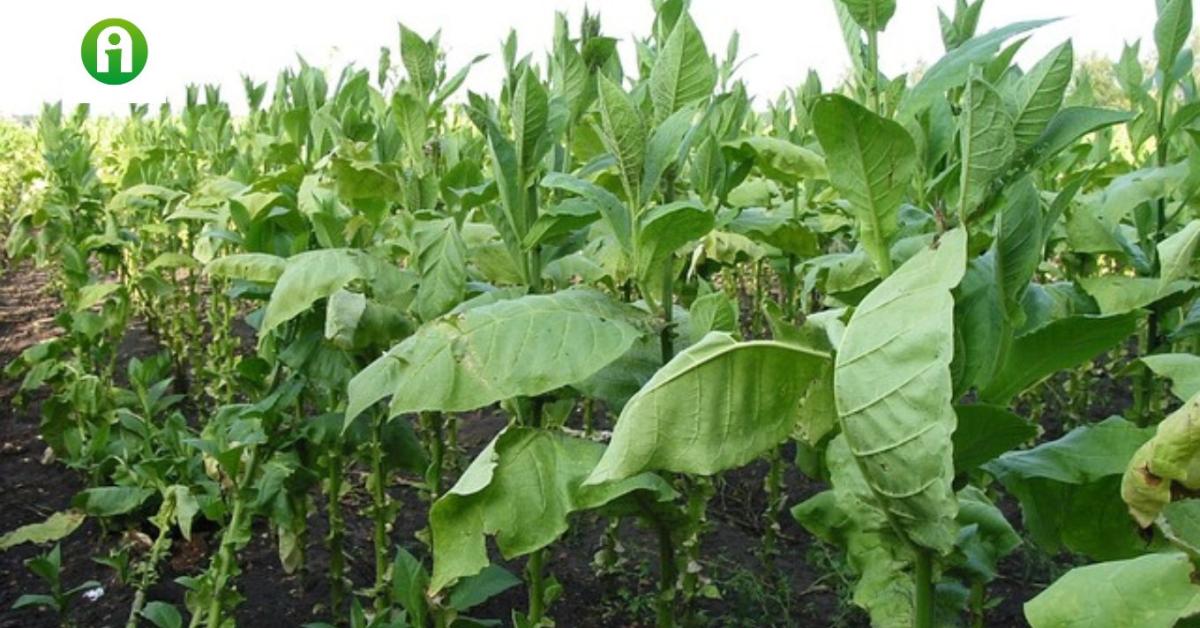 Dohányágazat: végre megállt a termőterület csökkenése
