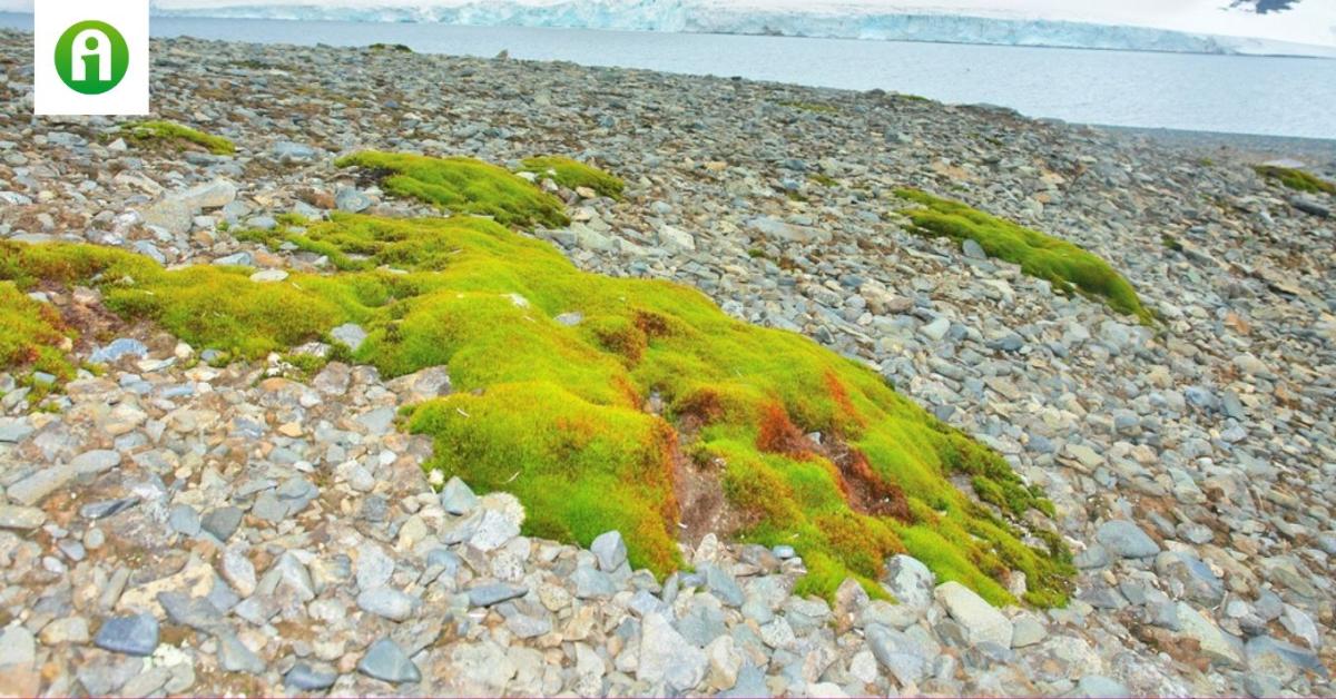 Súlyos a helyzet: kizöldül az Antarktisz