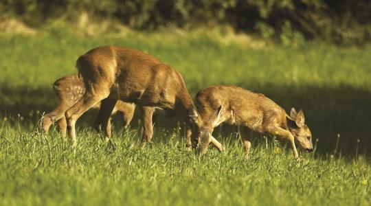 Vadlegelő, vadföld a vadgazdálkodás szolgálatában