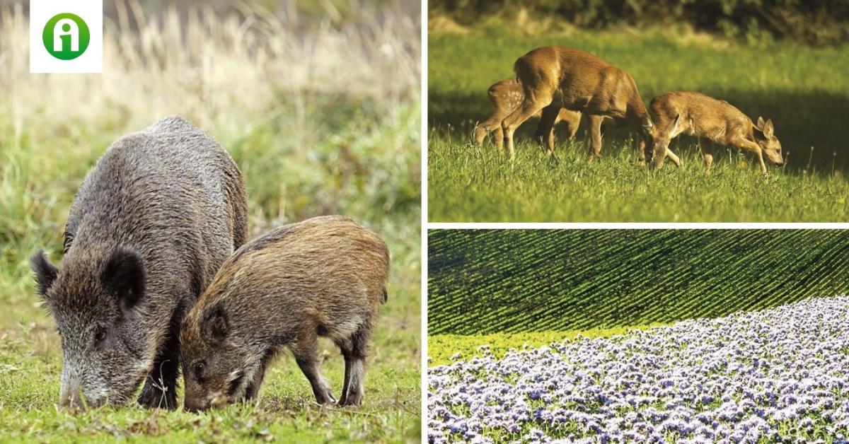 Vadlegelő, vadföld a vadgazdálkodás szolgálatában