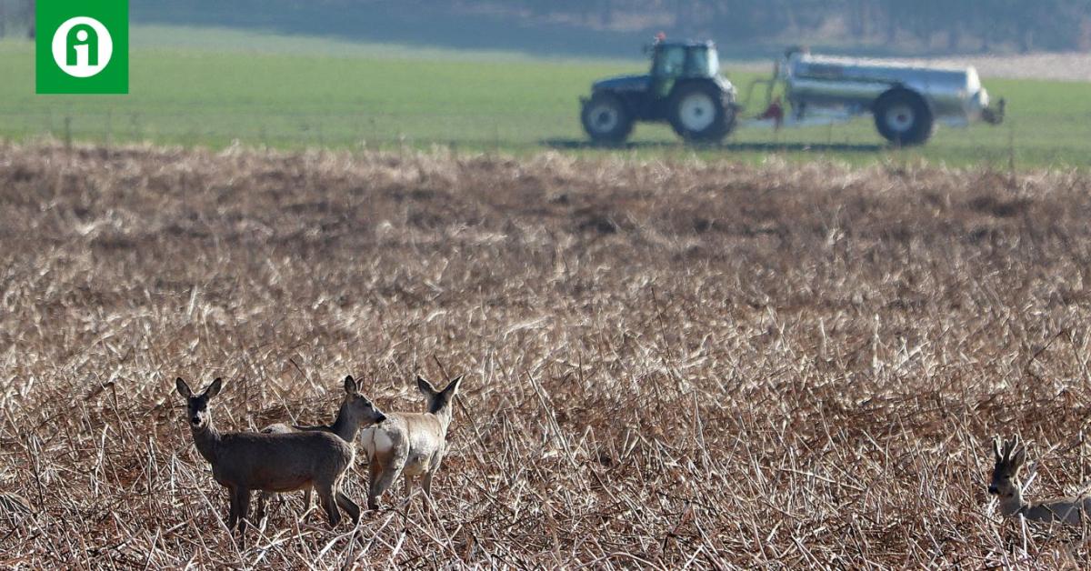 Sok a vad, nő a vadkár – mit rontottunk el? Sok a vad, nő a vadkár – mit rontottunk el?