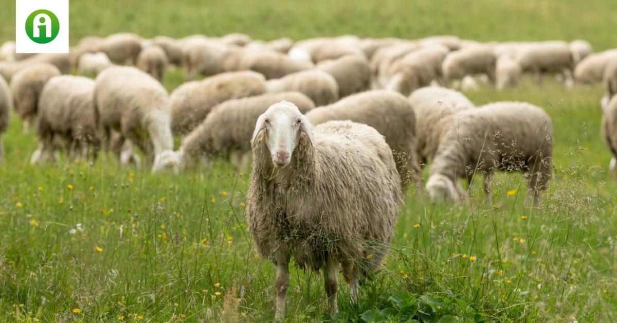 Juh- és kecsketartók igényelhetnek támogatást a rettenetes kór megelőzéséhez Juh- és kecsketartók igényelhetnek támogatást a rettenetes kór megelőzéséhez