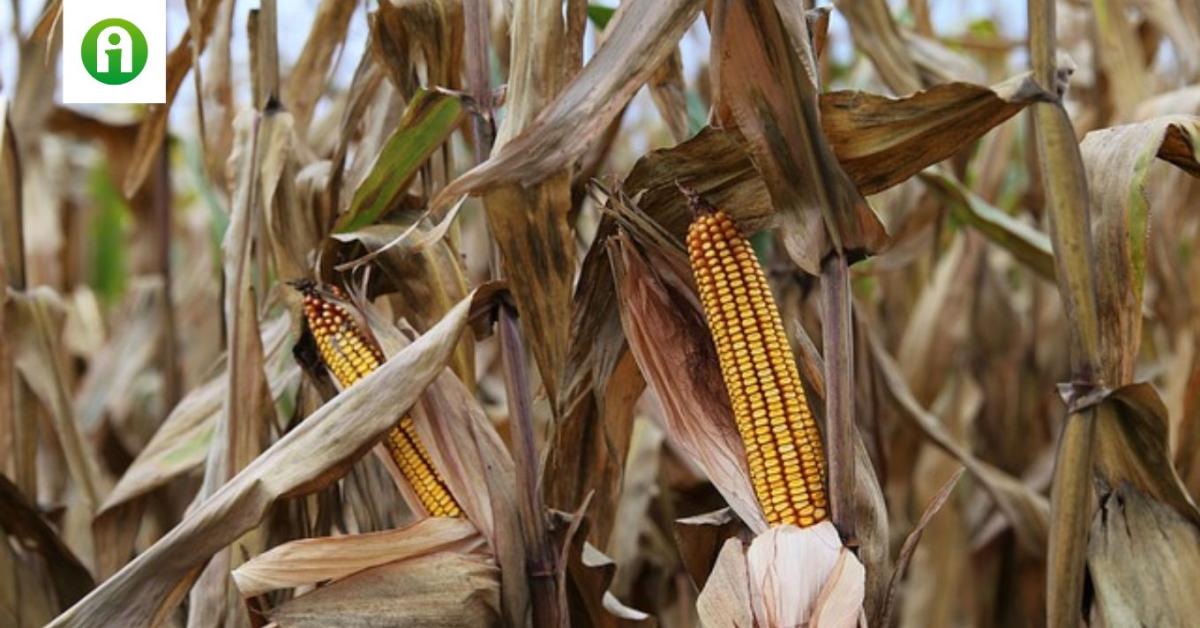 Kukorica: a toxinkötőkre mindenképpen szükség van