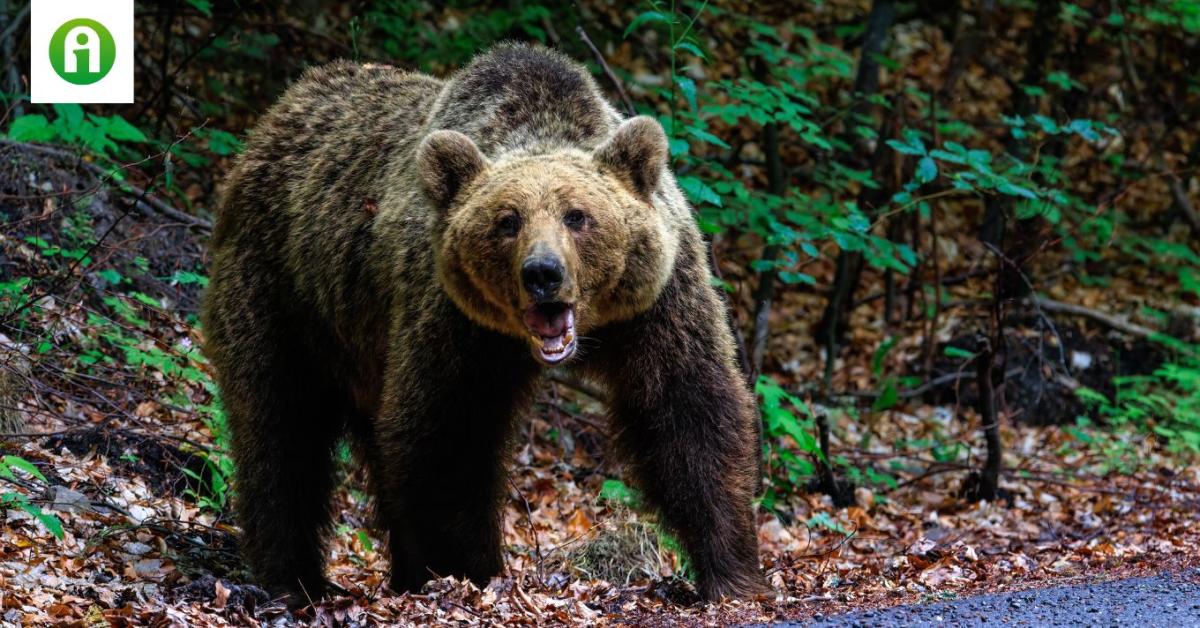 Medve kószálhat Komárom-Esztergom vármegyében!