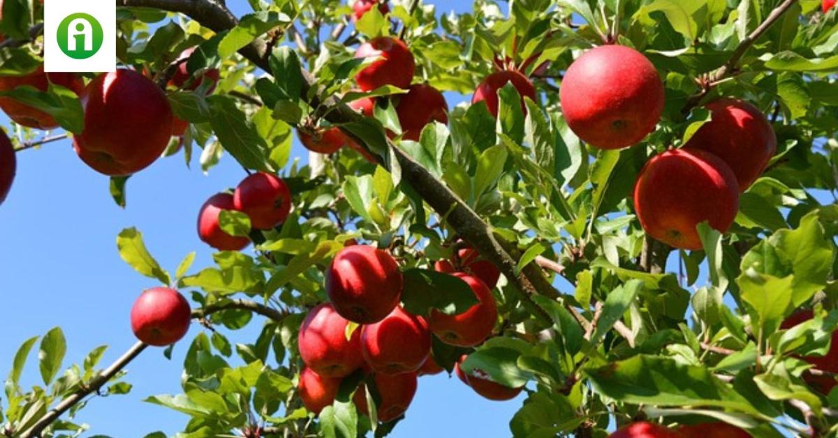 Hatalmas a kereslet a jó minőségű almára