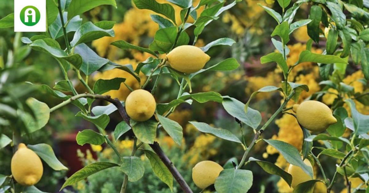 Ezen múlik a citromtermelés sorsa Ezen múlik a citromtermelés sorsa