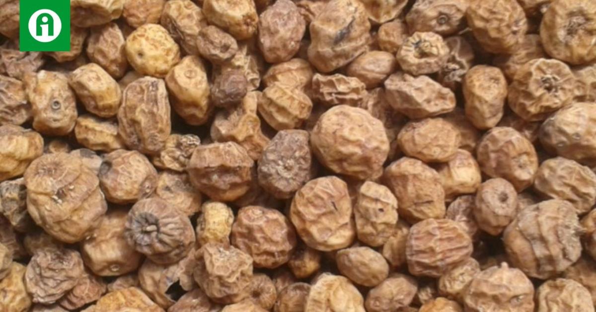 Tigrismogyoró? Hát az meg mi fán terem? +VIDEÓ Tigrismogyoró? Hát az meg mi fán terem? +VIDEÓ