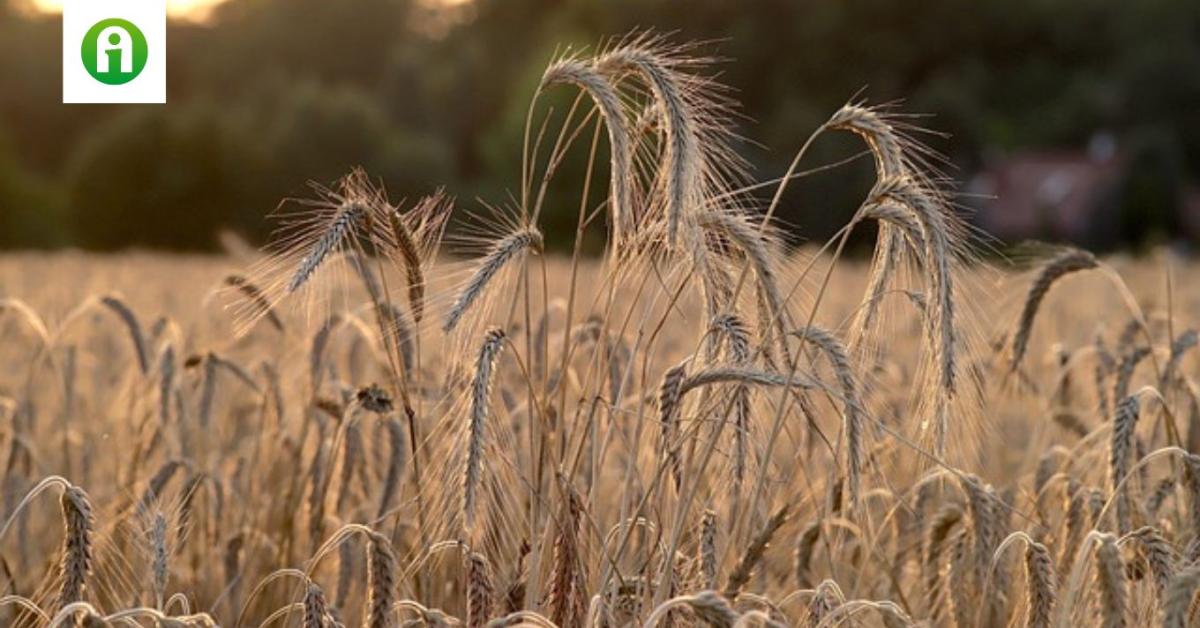 Ukrán agrárium: 83 milliárd dolláros indirekt kárt okozott a háború