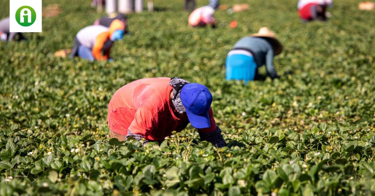 Agrárvállalkozó használt ki illegális migránsokat