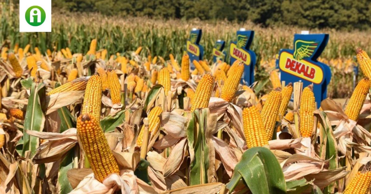 Előlegezd meg a bizalmat a DEKALB új kukorica hibridjeinek – nem fogsz csalódni Előlegezd meg a bizalmat a DEKALB új kukorica hibridjeinek – nem fogsz csalódni